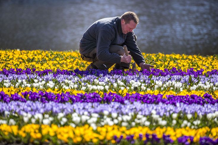 Gardener Cost Per Hour in Friesland